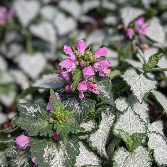 Lamium maculatum- Pink Chablis Deadnettle