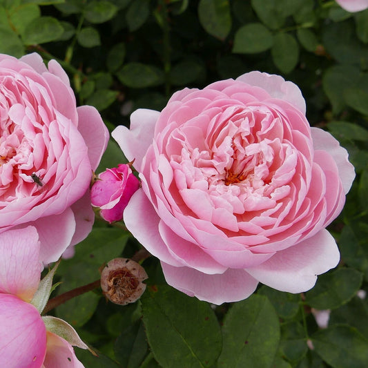 Rosa - The Alnwick® Rose