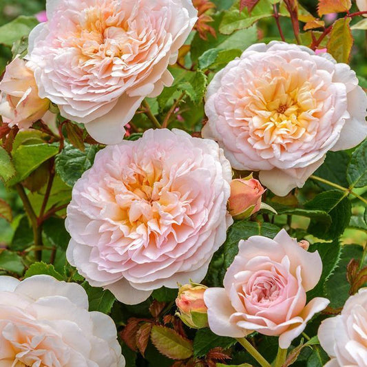 Rosa - Emily Bronte Rose