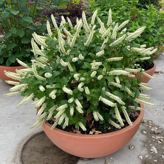 Itea virginica - PW® Fizzy Mizzy® Sweetspire