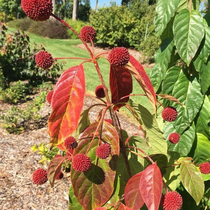Cephalanthus occidentalis - Crimson Comet™ Buttonbush