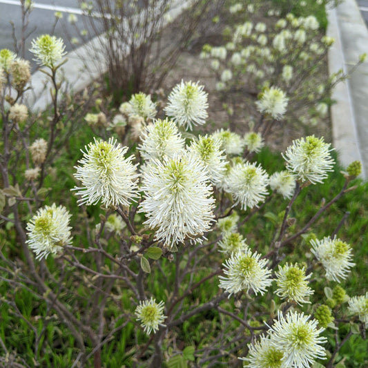 Fothergilla major - Mount Airy Fothergilla