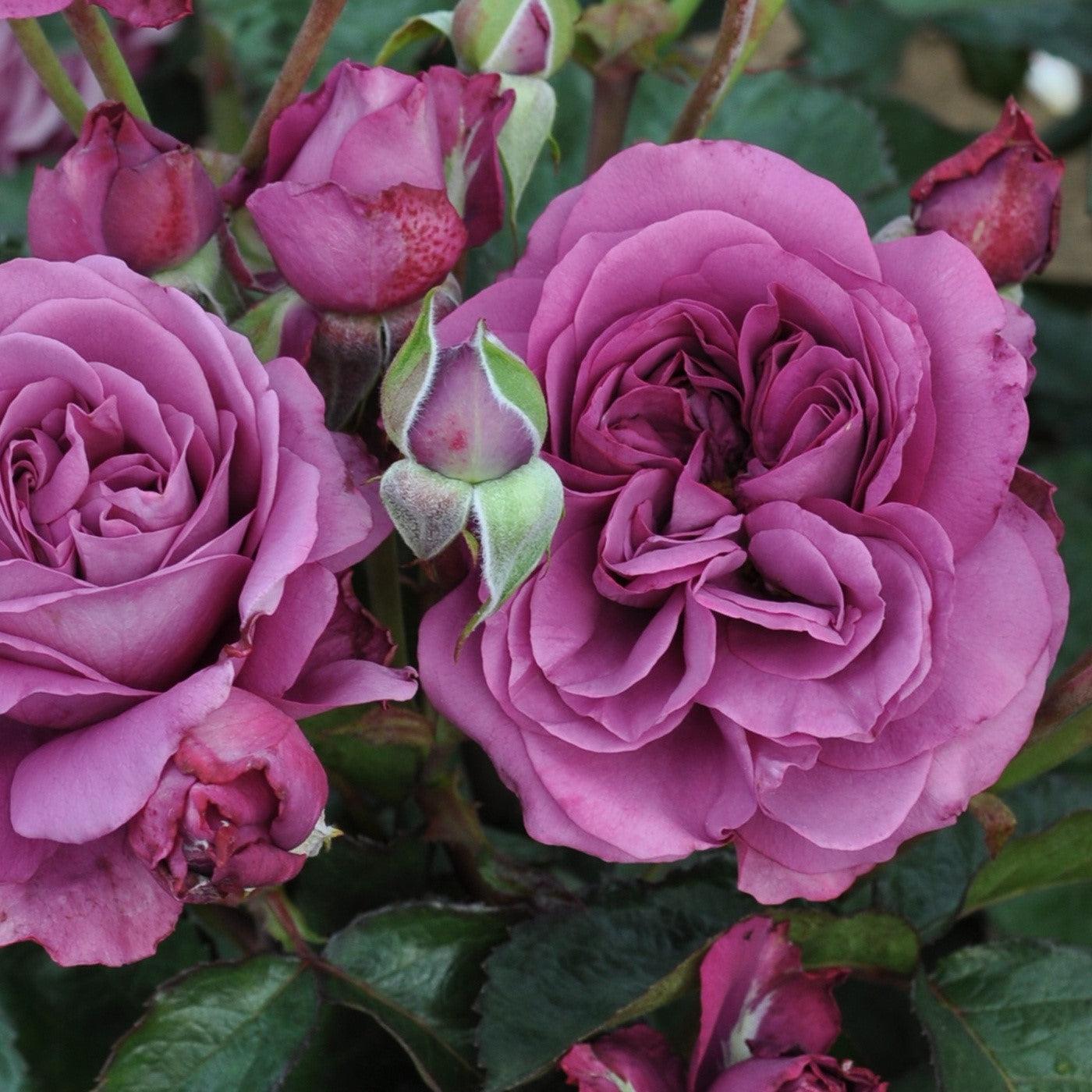 Rosa - Bloomables® Sunbelt® Plum Perfect™ Rose
