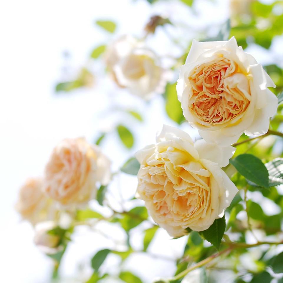Rosa - Teasing Georgia® Rose