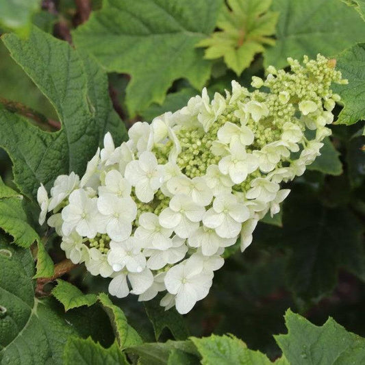 Hydrangea quercifolia - PW® Gatsby Glow Ball® Hydrangea