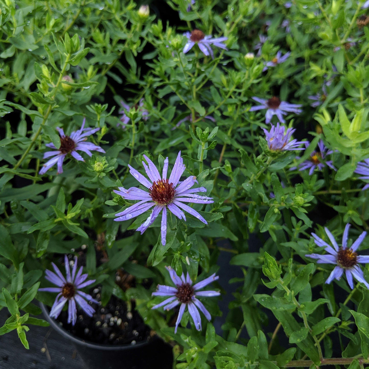 Aster oblongifolius - Raydon's Favorite Aromatic Aster