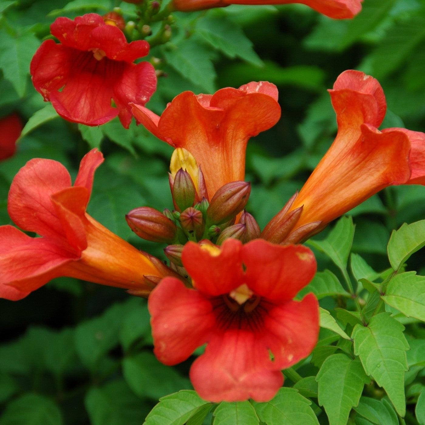 Campsis x tagliabuana - Summer Jazz™ Fire Campsis