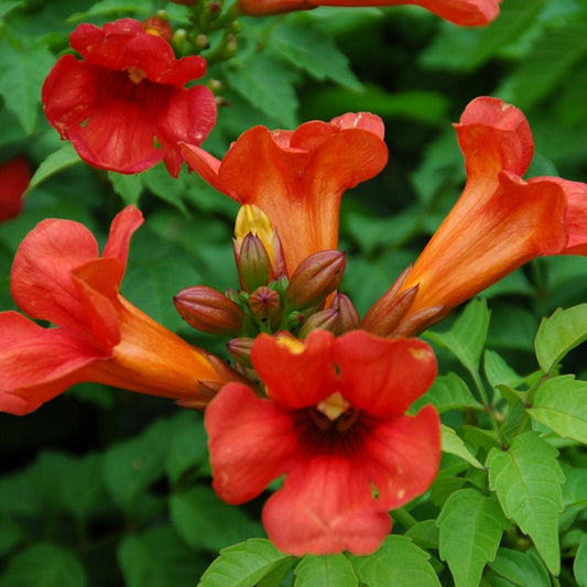 Campsis x tagliabuana - Summer Jazz™ Fire Campsis