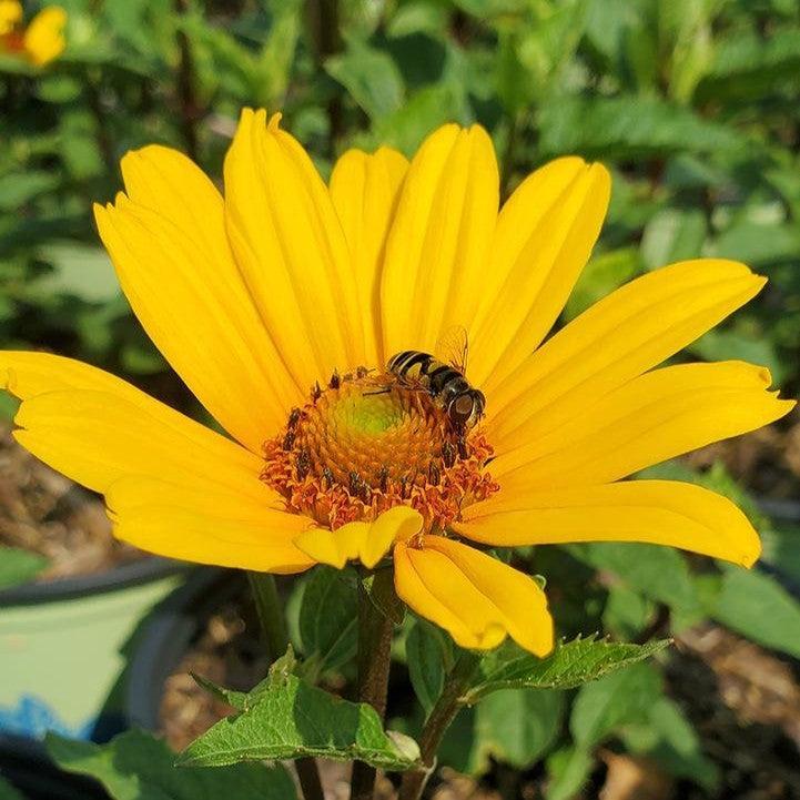 Heliopsis helianthoides - Punto Rosso False Sunflower