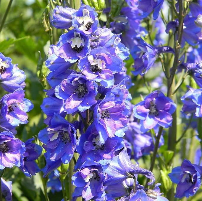 Delphinium elatum  - Guardian Blue Delphinium