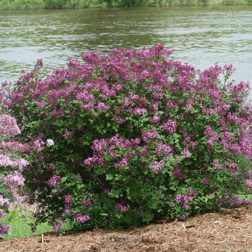 Syringa - Bloomerang® Dark Purple Lilac