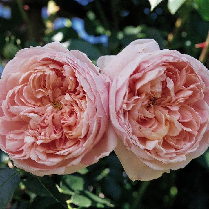 Rosa - Bloomables® Colette™ Climbing Rose