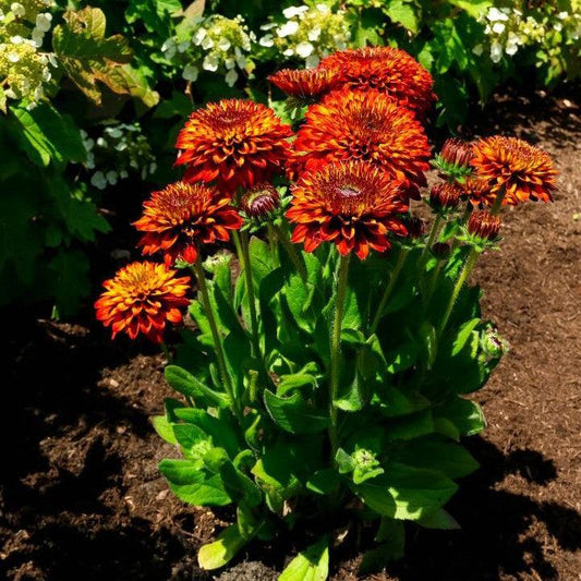Rudbeckia hirta ‘Holtsosis851’  - Solar Sisters™ Black-eyed Susan