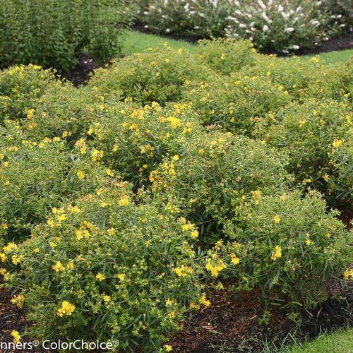 Hypericum kalmianum  - Sunny Boulevard® St. John's Wort