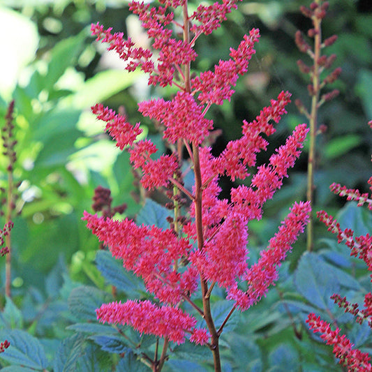 Astilbe - Younique™ Ruby Red Astilbe