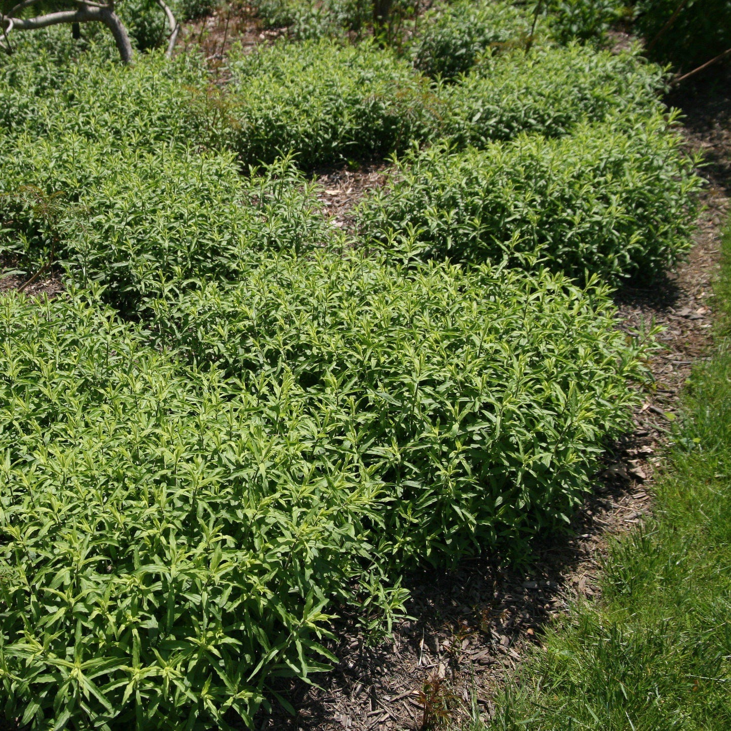 Aster oblongifolius - Raydon's Favorite Aromatic Aster