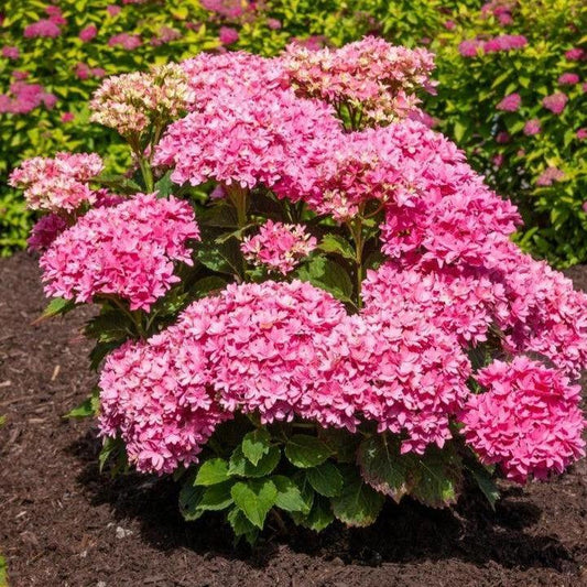 Hydrangea macrophylla ‘Hortmafarfa’ - Bloomin' Easy® Starfield™ Hydrangea