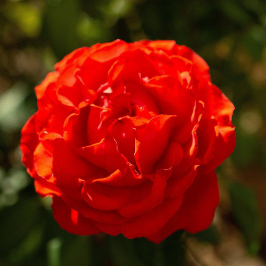 Rosa - True Bloom™ True Passion™ Rose