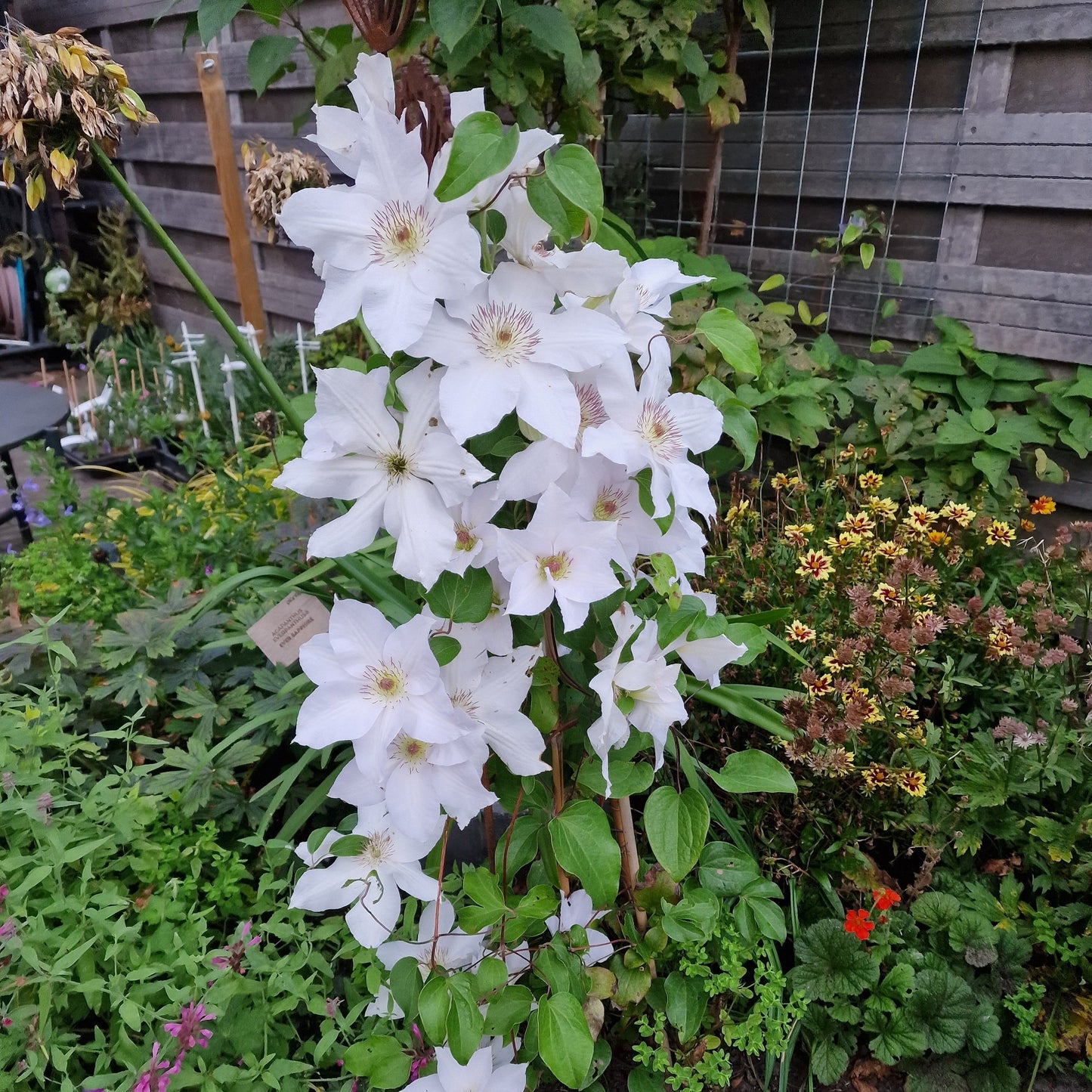 Clematis - Guernsey Flute™ Clematis