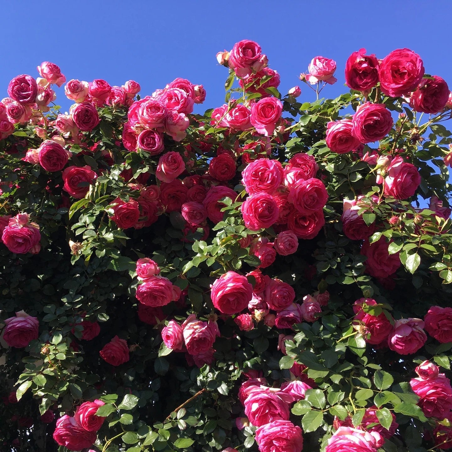 Rosa - Eden Climber® Pretty in Pink Rose