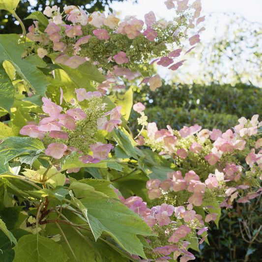 Hydrangea quercifolia - First Editions® Jetstream Oakleaf Hydrangea