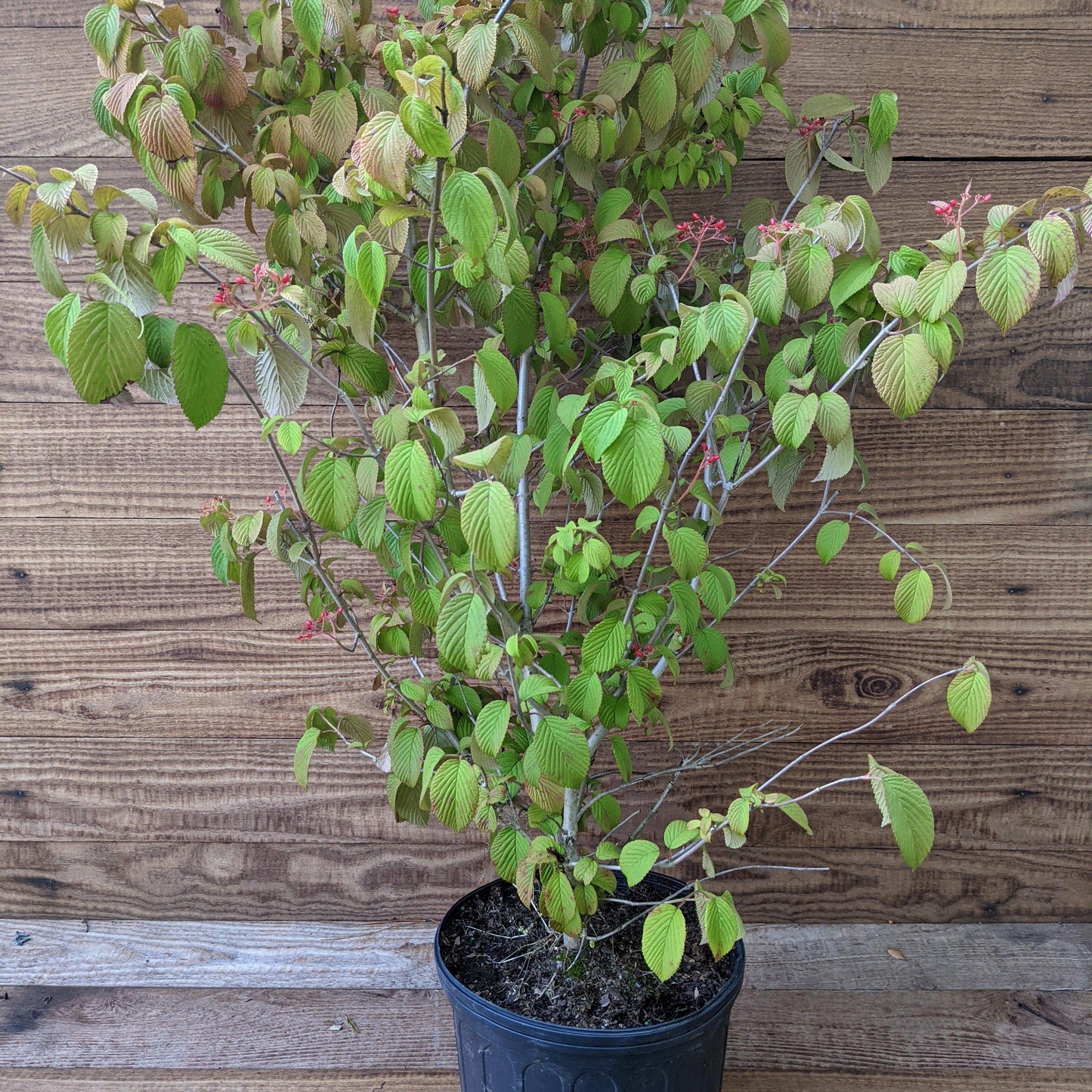 Viburnum plicatum - Shasta Viburnum, Doublefile Viburnum