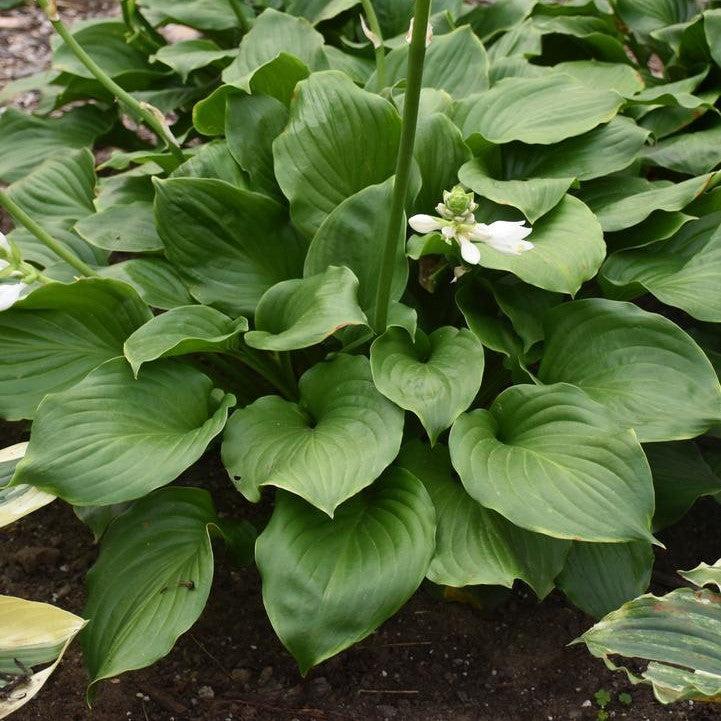 Hosta x - Royal Crest Hosta