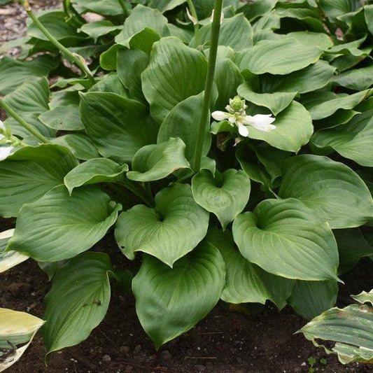 Hosta x - Royal Crest Hosta