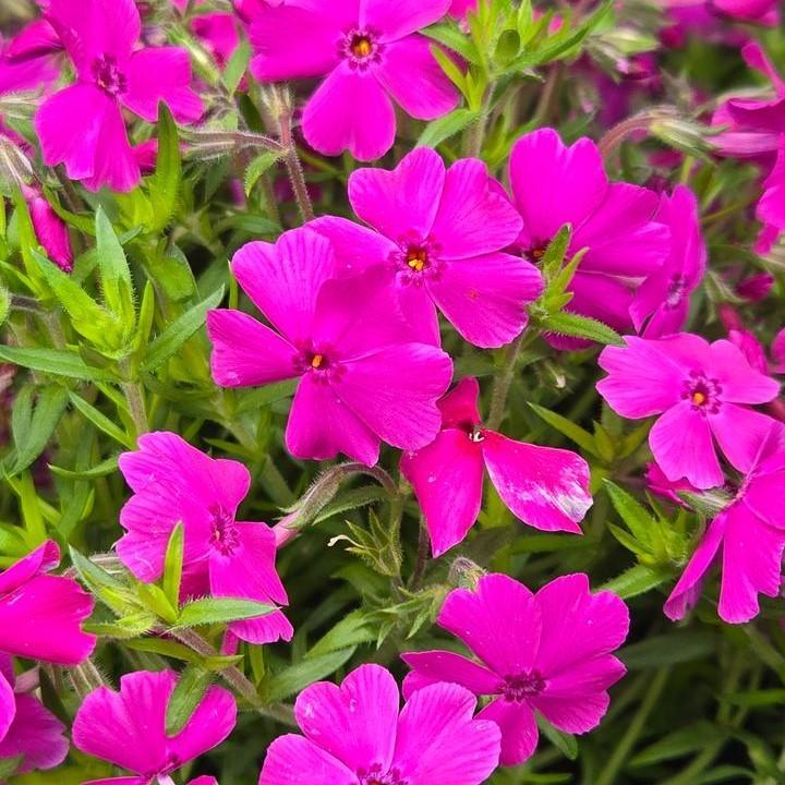 Phlox subulata - Spring Hot Pink Creeping Phlox