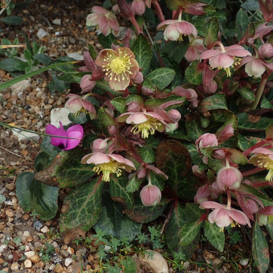 Helleborus x hybridus  - FrostKiss™ Pippa's Purple Lenten Rose