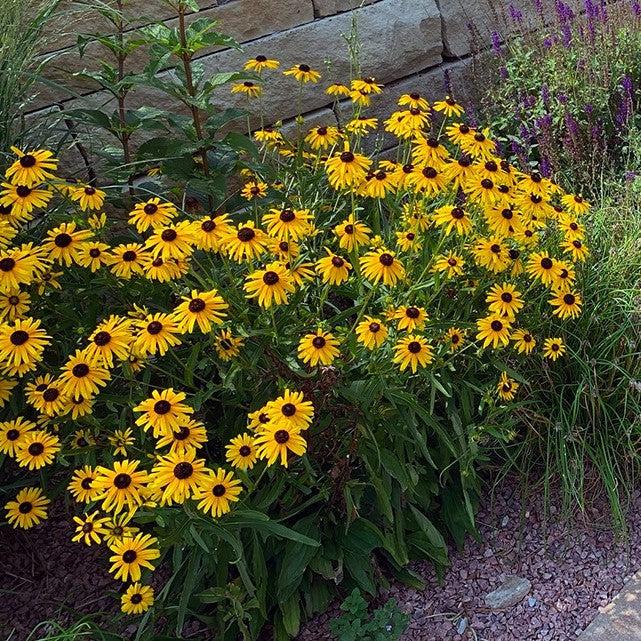 Rudbeckia fulgoda var speciosa - Viettes Little Suzy Black-Eyed Susan