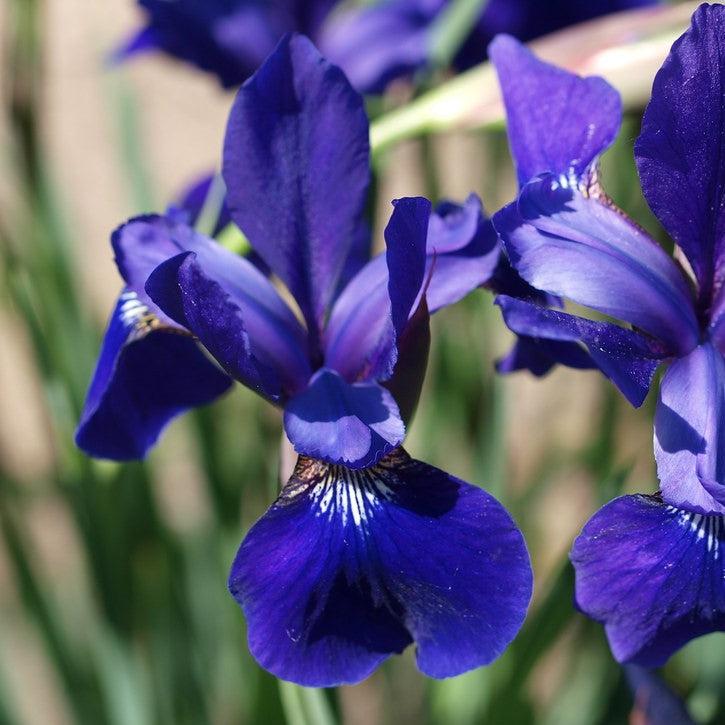 Iris sibirica - Caesar's Brother Siberian Iris