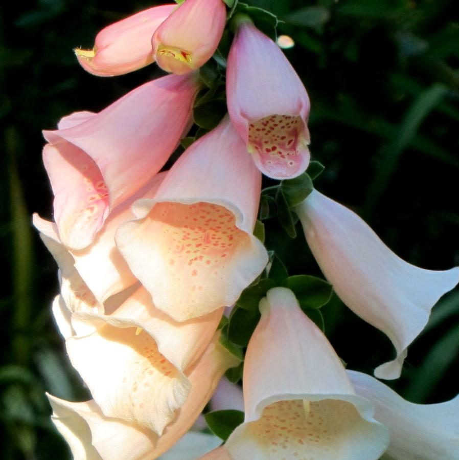 Digitalis purpurea - Dalmatian Peach Foxglove