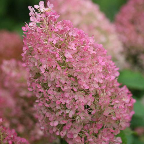 Hydrangea paniculata - Proven Winners® Color Choice® Bobo® Hydrangea