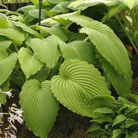 Hosta - Dancing Queen Hosta