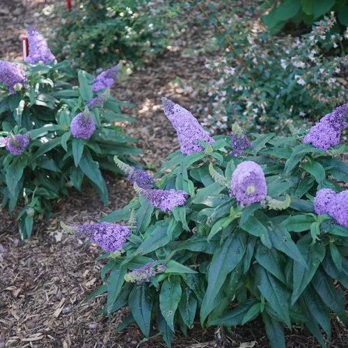 Buddleia x - Pugster® Amethyst Butterfly Bush