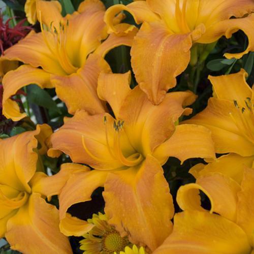 Hemerocallis - Rainbow Rhythm® 'Primal Scream' Daylily