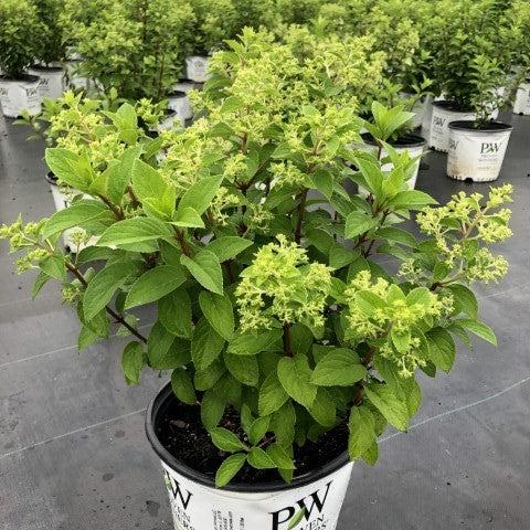 Hydrangea paniculata - Proven Winners® Color Choice® Bobo® Hydrangea