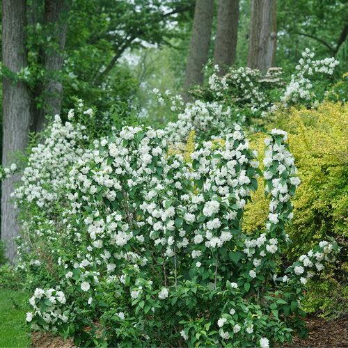 Philadelphus coronarius - Illuminati Spice® Mockorange