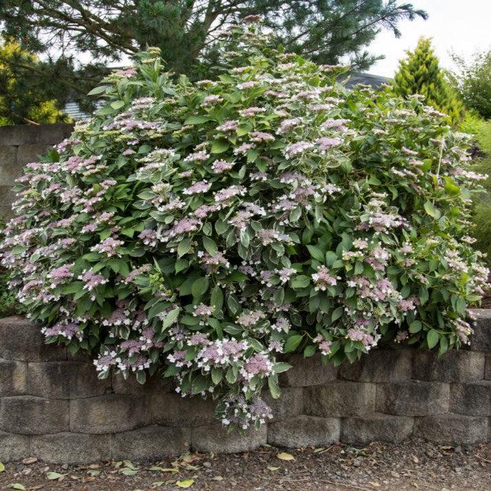 Hydrangea macrophylla - First Editions® Light-O-Day® Hydrangea
