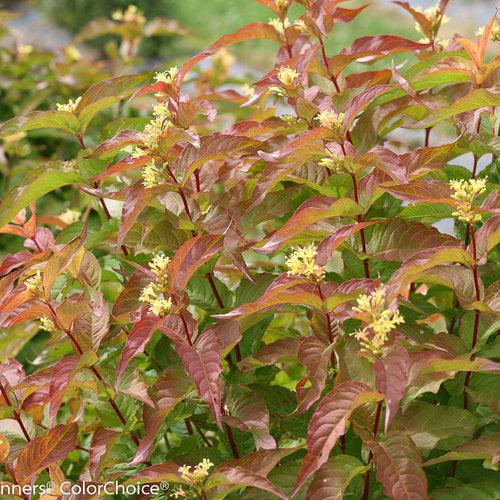 Diervilla - Kodiak® Orange Honeysuckle