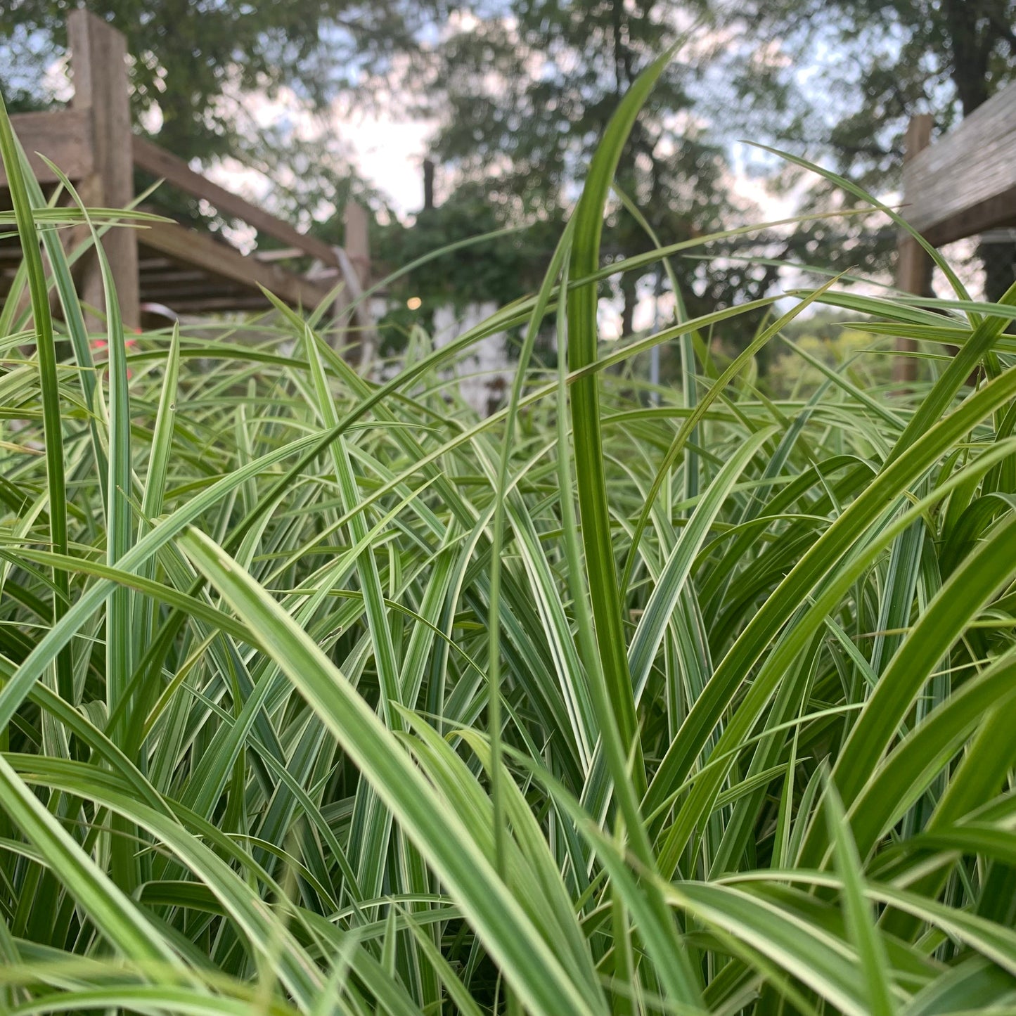 Carex morrowii - Ice Dance Sedge