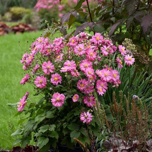 Anemone hybrid - PW® Fall in Love® Sweetly Anemone