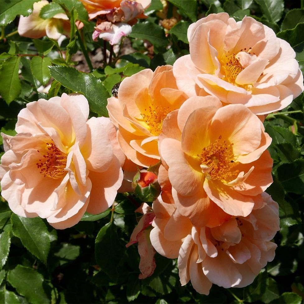Rosa x - Flower Carpet® Amber Rose