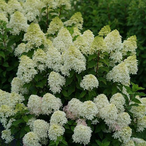 Hydrangea paniculata - Quick Fire Fab® Hydrangea