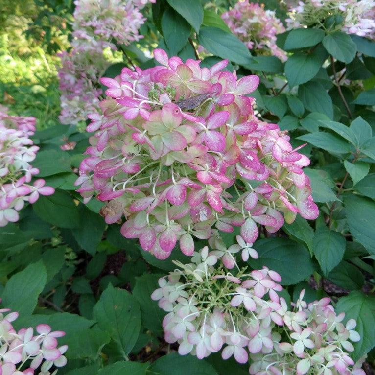Hydrangea paniculata - Proven Winners® Limelight® Hydrangea