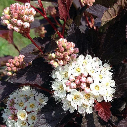 Physocarpus opulifolius - Chroma Chameleon™ Ninebark