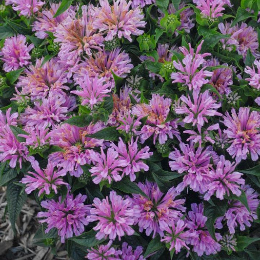 Monarda didyma - Pardon My Lavender