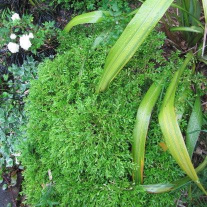 Buxus microphylla - Tide Hill Boxwood