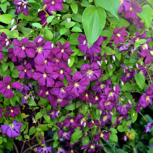 Clematis - Jackmanii Superba Clematis